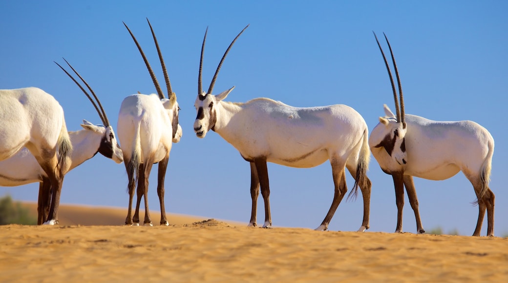 Desierto de Dubái ofreciendo paisajes desérticos y animales terrestres