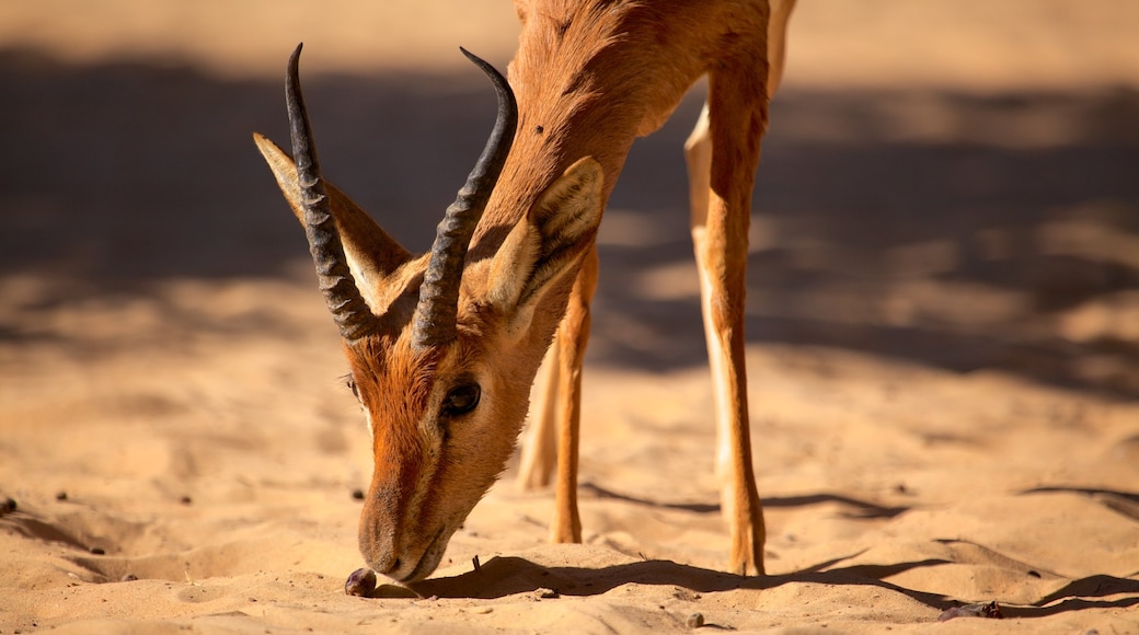 Deserto di Dubai che include animali di terra e vista del deserto