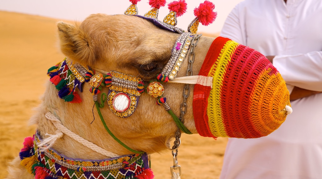 Emirato de Abu Dabi ofreciendo vista al desierto y animales terrestres