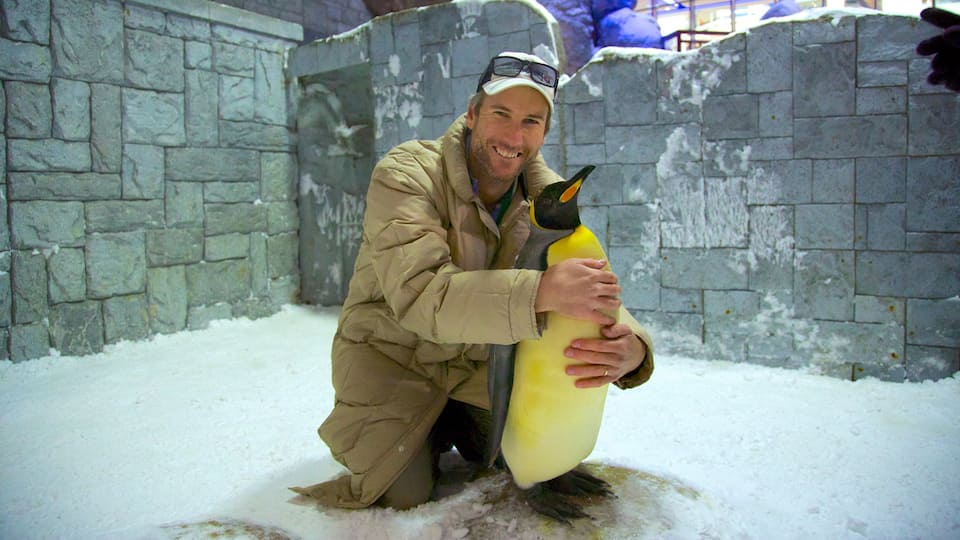 Ski Dubai mostrando neve e vida das aves assim como um homem sozinho