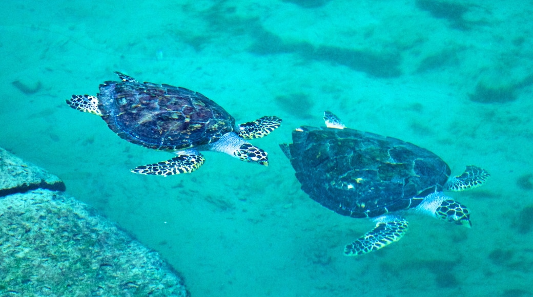 Souk Madinat Jumeirah which includes marine life