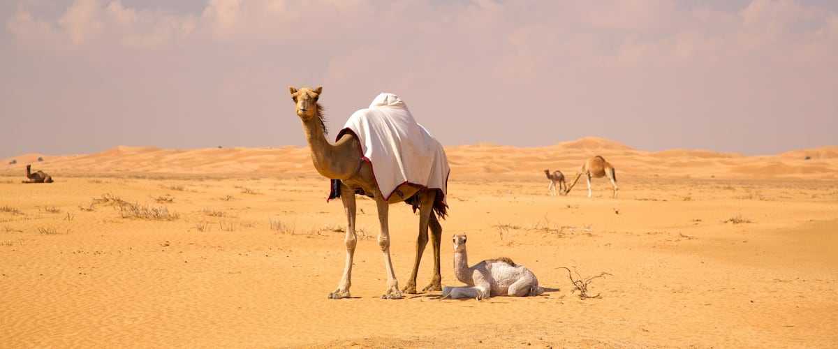 Arabian Nights Village featuring land animals, desert views and landscape views