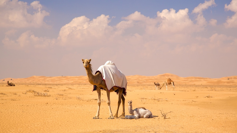 Arabian Nights Village toont landdieren, woestijnen en landschappen