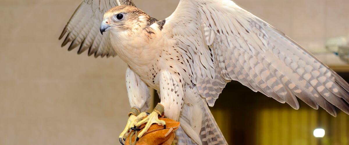 Abu Dhabi Emirate featuring bird life and interior views