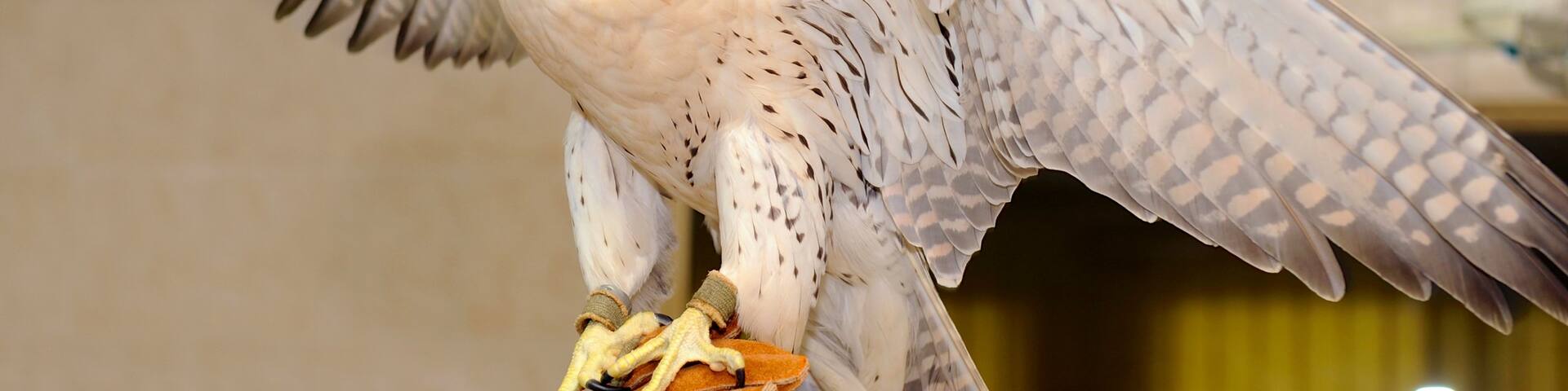 アブダビ首長国 フィーチャー 鳥 と 屋内の眺め
