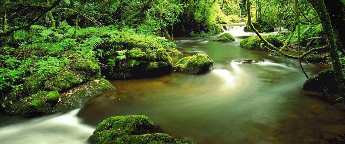 Sabie qui includes riviĂšre ou ruisseau et forĂȘt vierge