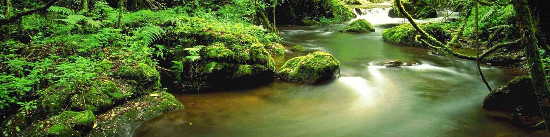 Sabie which includes a river or creek and rainforest