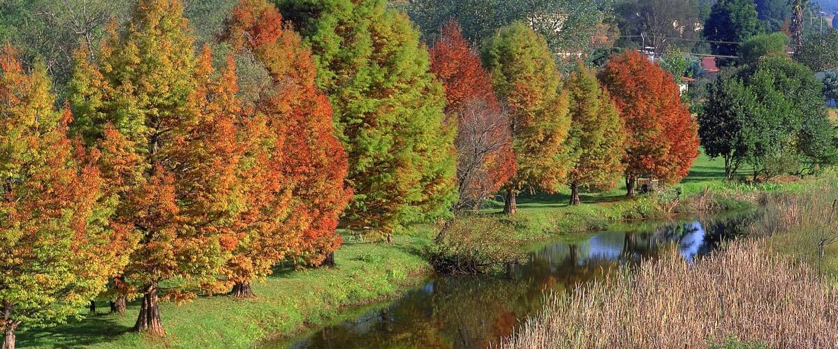 Sabie mettant en vedette scènes forestières, couleurs d\'automne et rivière ou ruisseau