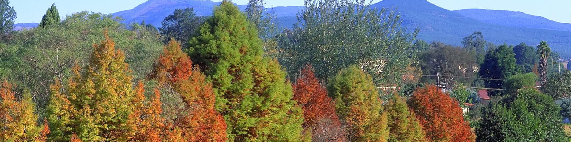 Sabie which includes forest scenes, autumn leaves and a river or creek