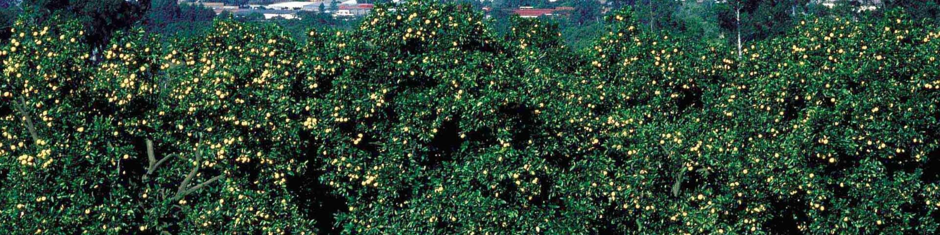 Nelspruit welches beinhaltet Park und Landschaften