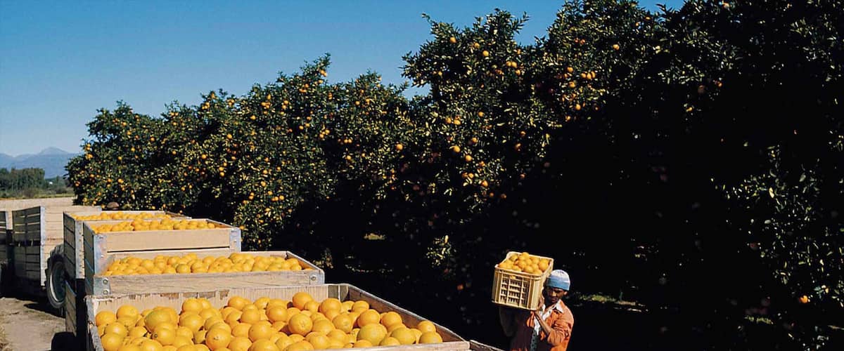Nelspruit mettant en vedette nourriture et ferme aussi bien que homme