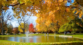 Schiller Park showing a pond, a fountain and a park