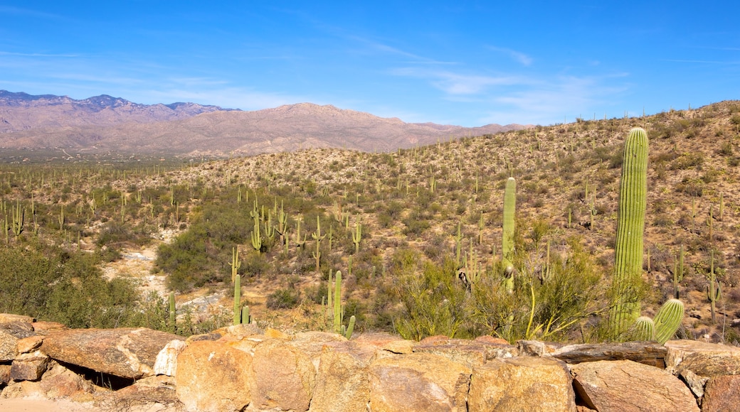 Tucson which includes landscape views, mountains and desert views