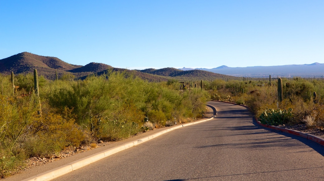 Old Tucson Studios che include vista del paesaggio, paesaggi rilassanti e vista del deserto