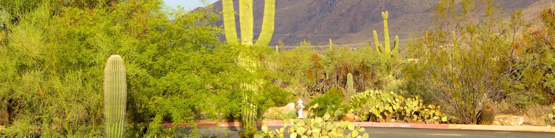 Cañón Sabino, Tucson, Arizona, Estados Unidos