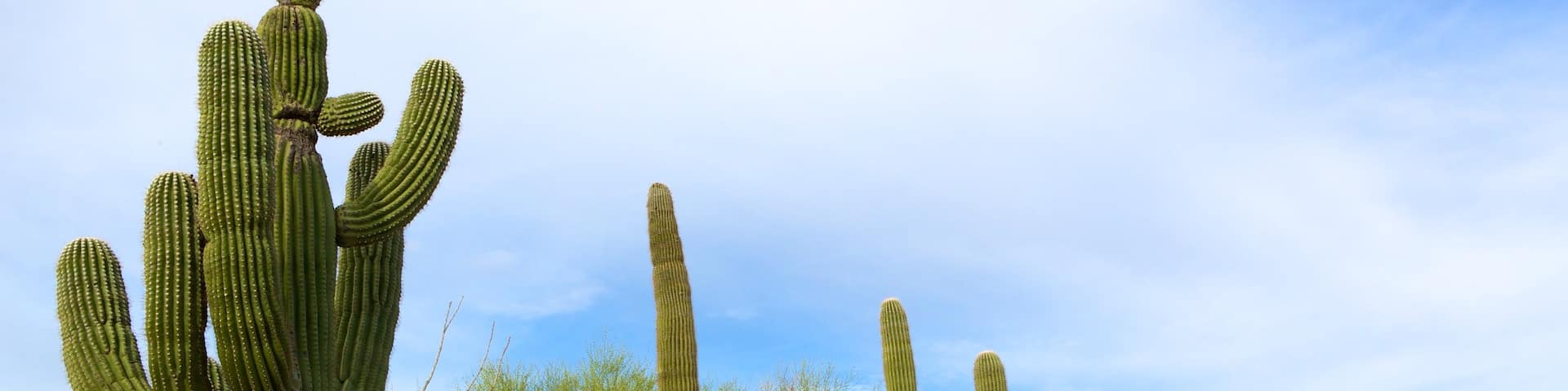 Sabino Canyon which includes desert views