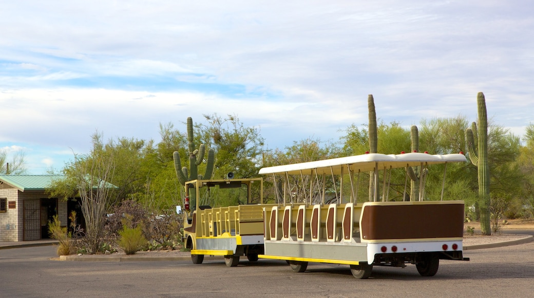 Coronado National Forest showing vehicle touring and desert views