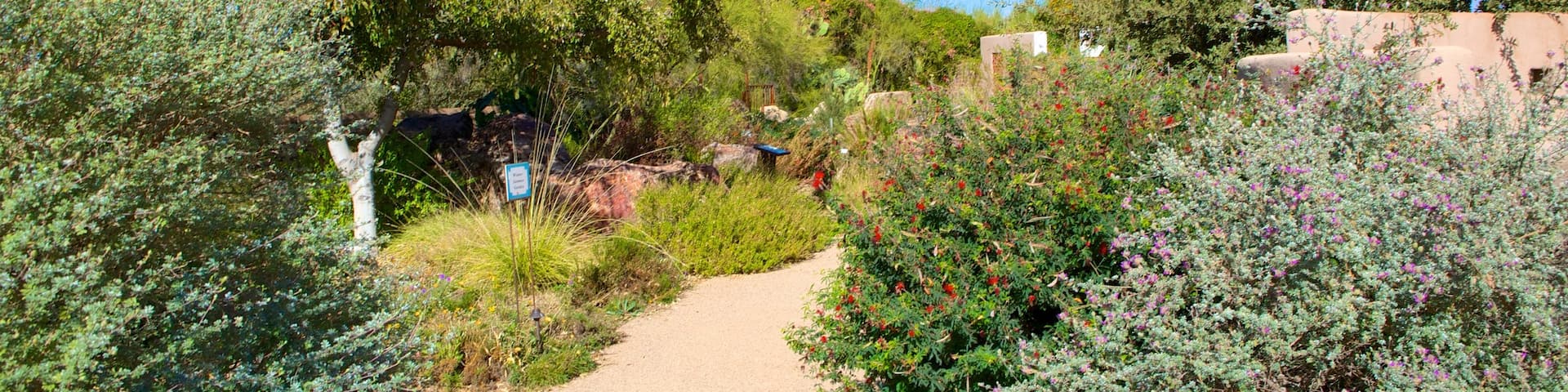 Tohono Chul Park which includes a park