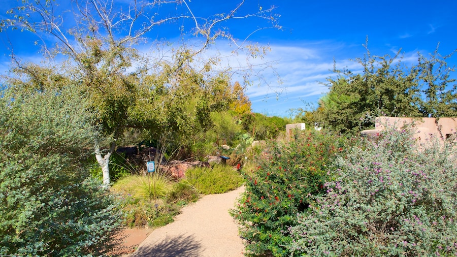 Tohono Chul Park which includes a park
