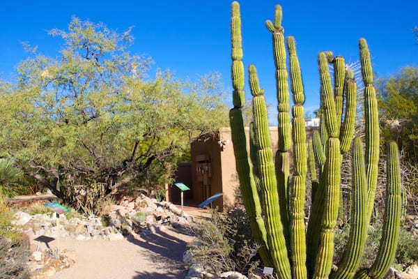 Tucson Botanical Gardens mit einem Garten