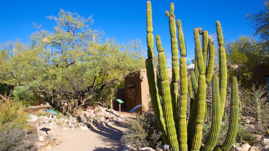 Tucson Botanical Gardens which includes a park