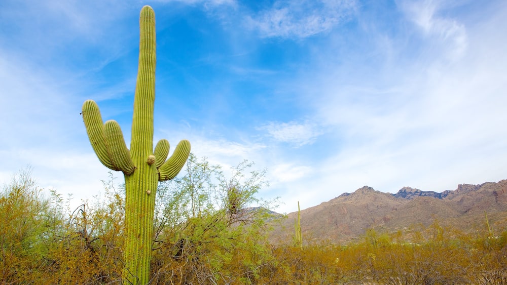 Forêt nationale de Coronado mettant en vedette scènes tranquilles