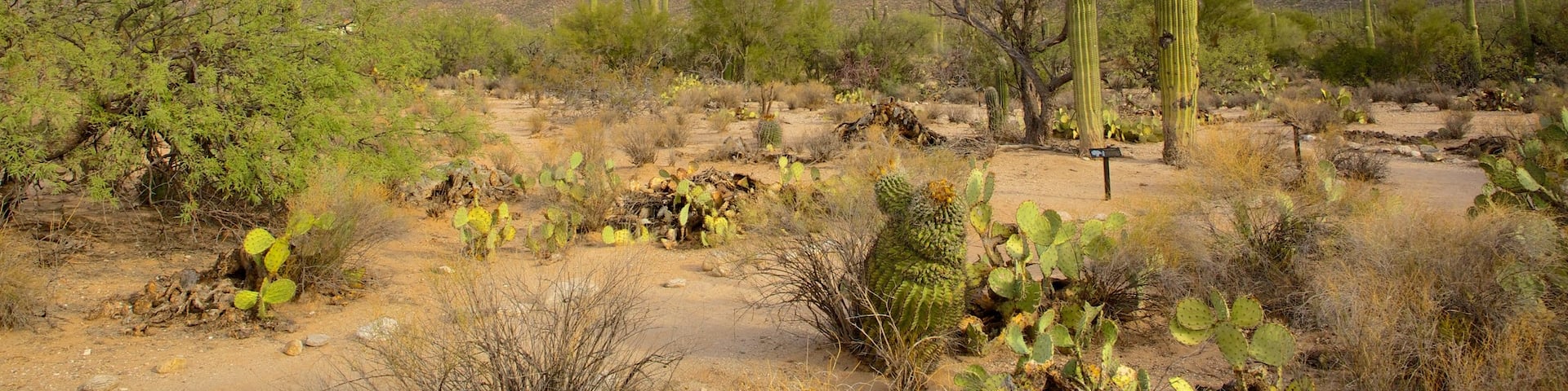 Coronado National Forest featuring landscape views, tranquil scenes and desert views