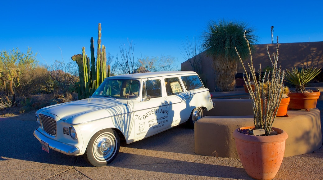 Arizona-Sonora Desert Museum caratteristiche di segnaletica e vista del deserto