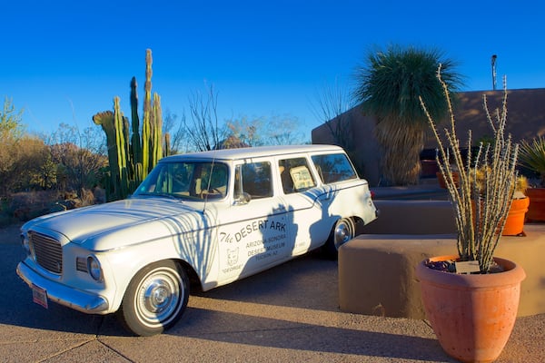 Arizona-Sonora Desert Museum welches beinhaltet Wüstenblick und Beschilderung