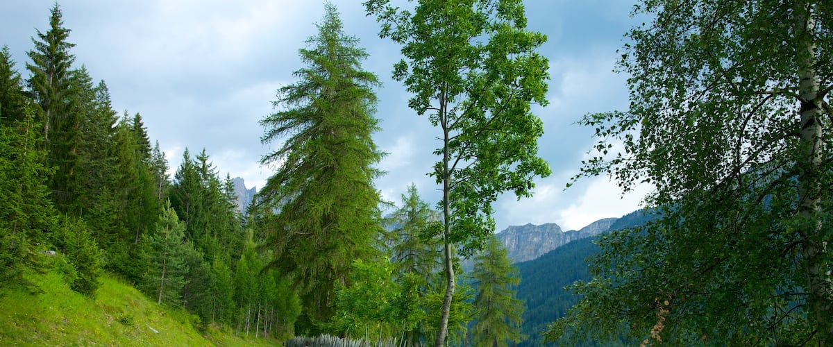 Funes que inclui cenas de floresta e cenas tranquilas