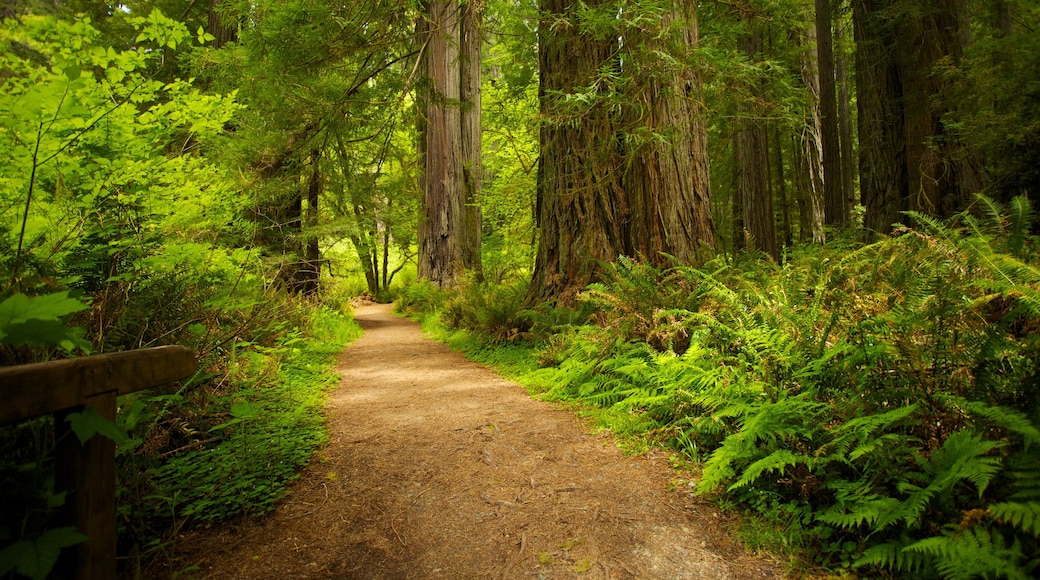 Parque Nacional de Redwood caracterizando cenas de floresta