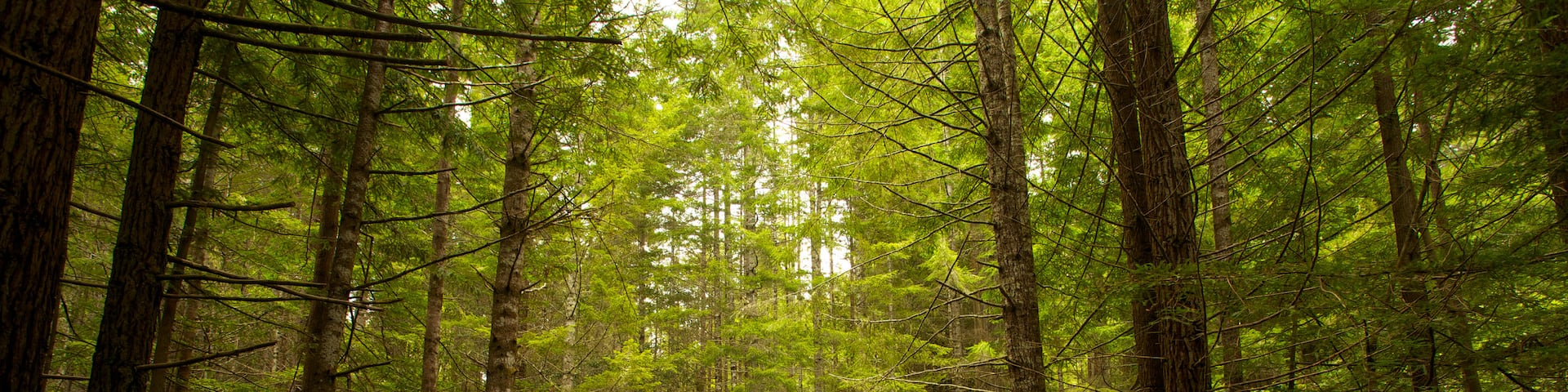Redwood National and State Parks showing a bridge and forest scenes