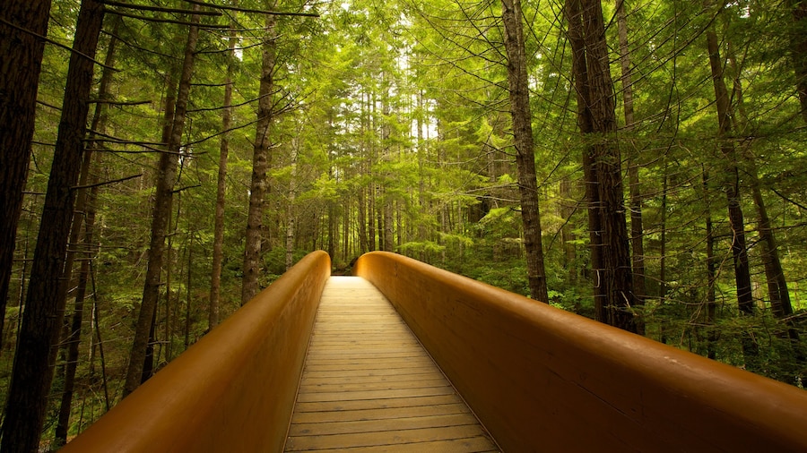 Parques nacionales y estatales Redwood ofreciendo paisajes forestales y un puente