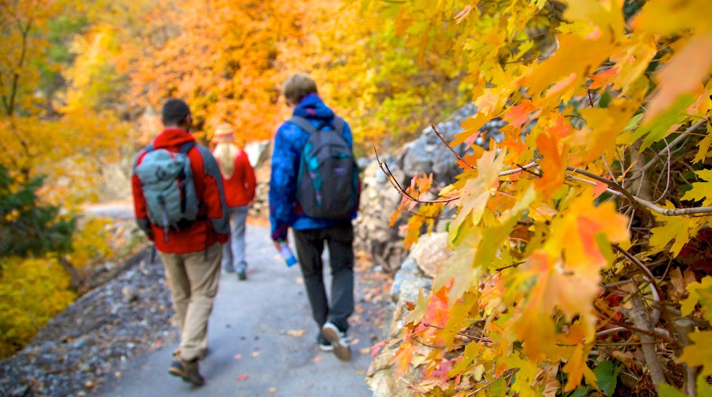 Monumento Nacional Cueva Timpanogos mostrando un jardín, colores de otoño y senderismo o caminatas