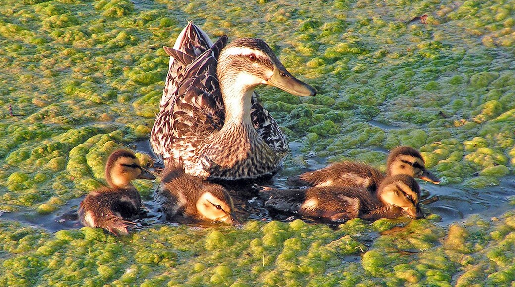 Photo fournie par Visit Lafayette-West Lafayette