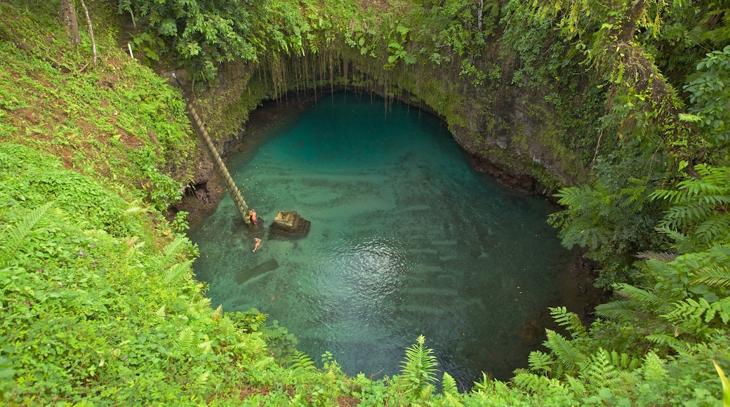 Upolu welches beinhaltet See oder Wasserstelle, Schwimmen und Regenwald