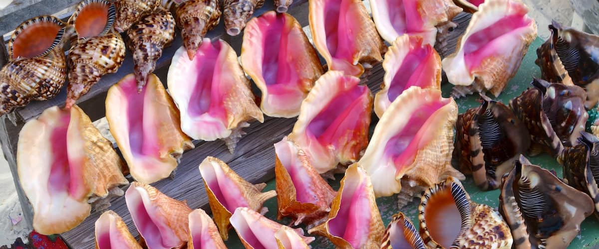 Conch Bar có tính năng chợ