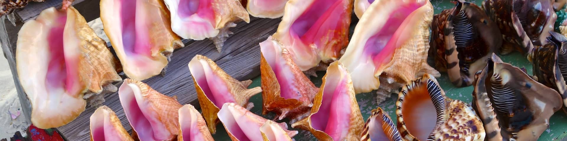 Conch Bar featuring markets
