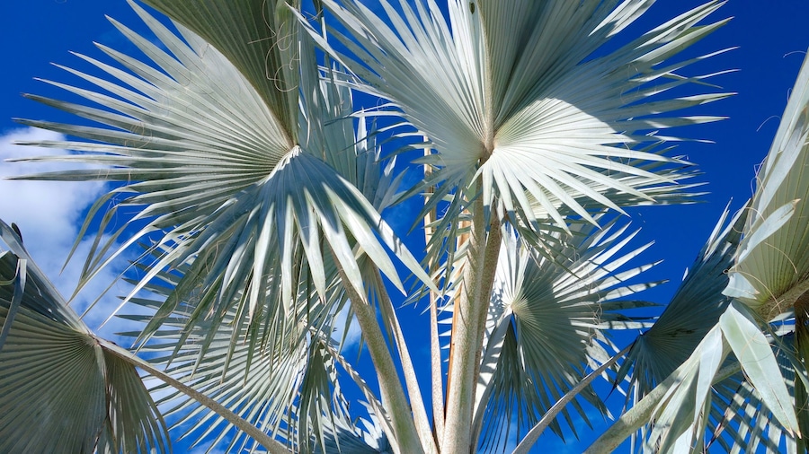 Providenciales