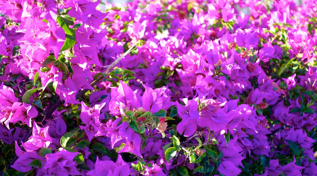 Providenciales showing flowers