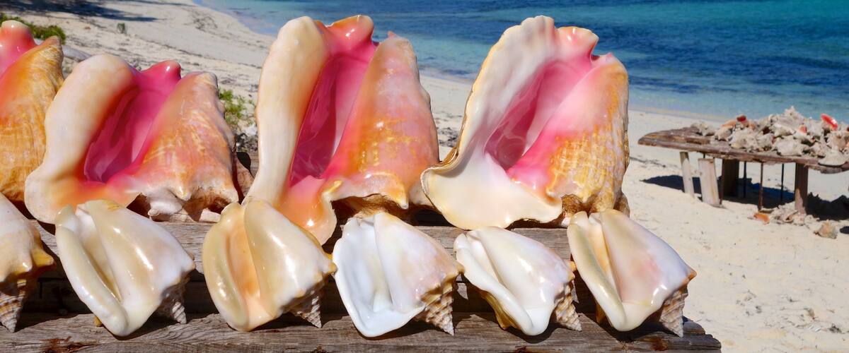 Conch Bar which includes tropical scenes and a sandy beach