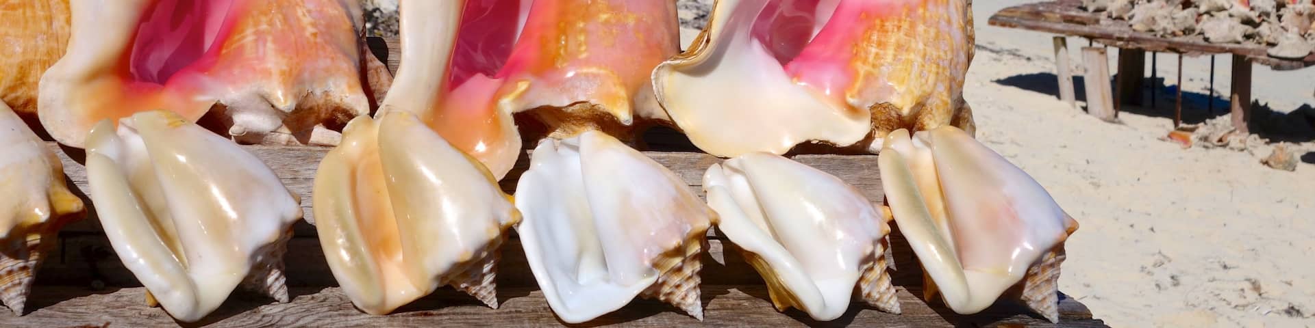 Conch Bar featuring a sandy beach and tropical scenes