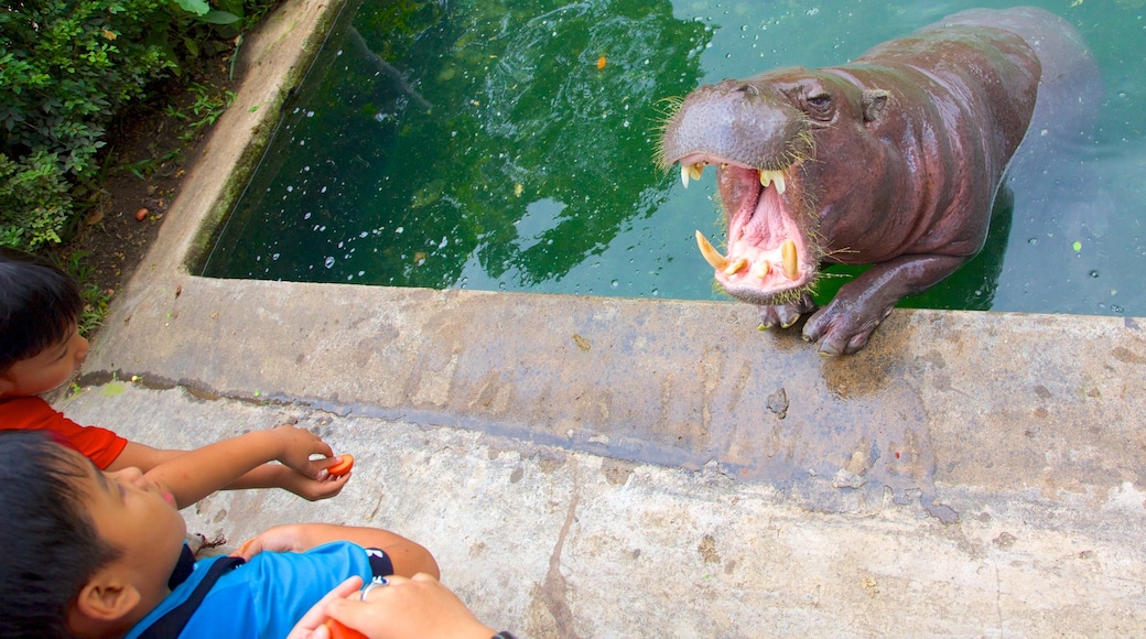 Jardin botanique et zoologique de Saïgon mettant en vedette animaux terrestres et animaux de zoo aussi bien que enfants