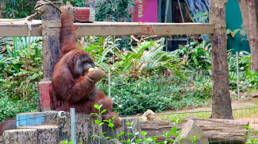 Saigon Zoo and Botanic Garden which includes zoo animals and animals