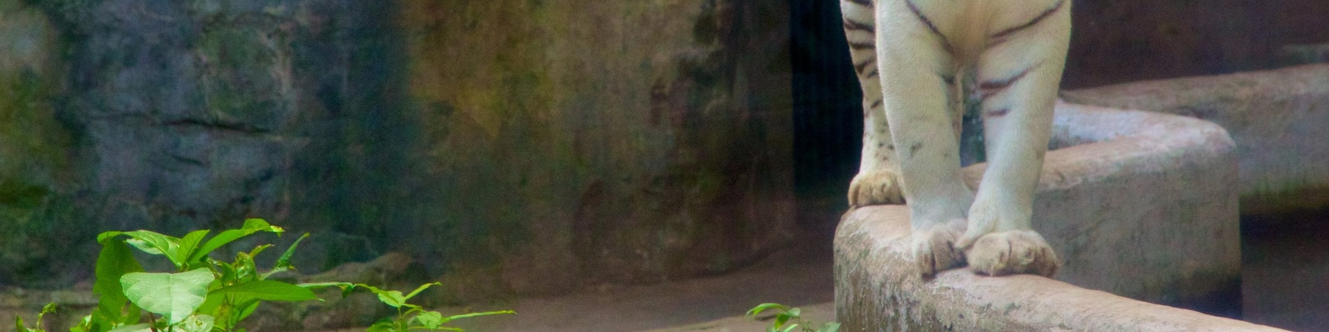 Saigon Zoo and Botanic Garden showing dangerous animals and zoo animals