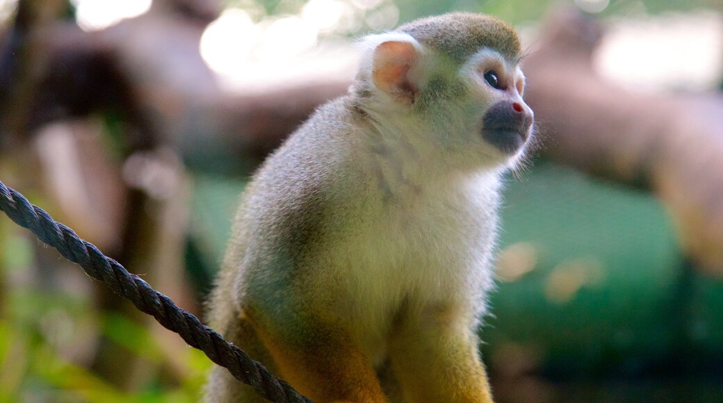 Zoo und botanischer Garten von Saigon das einen Tiere und Zootiere