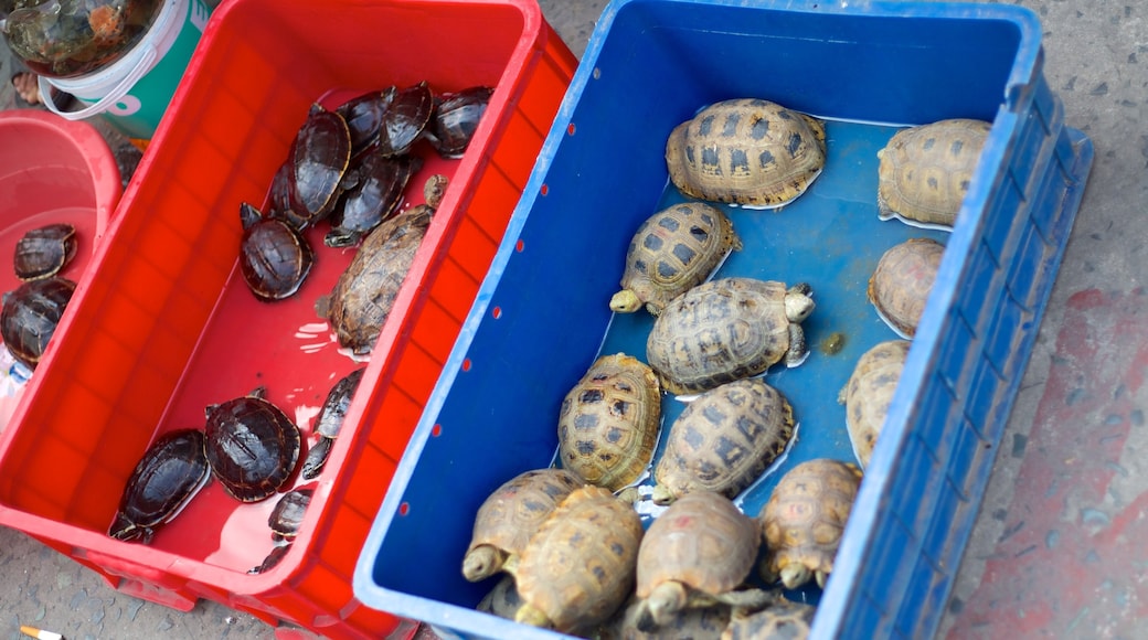 Giac Lam Pagoda mostrando animais e um templo ou local de adoração