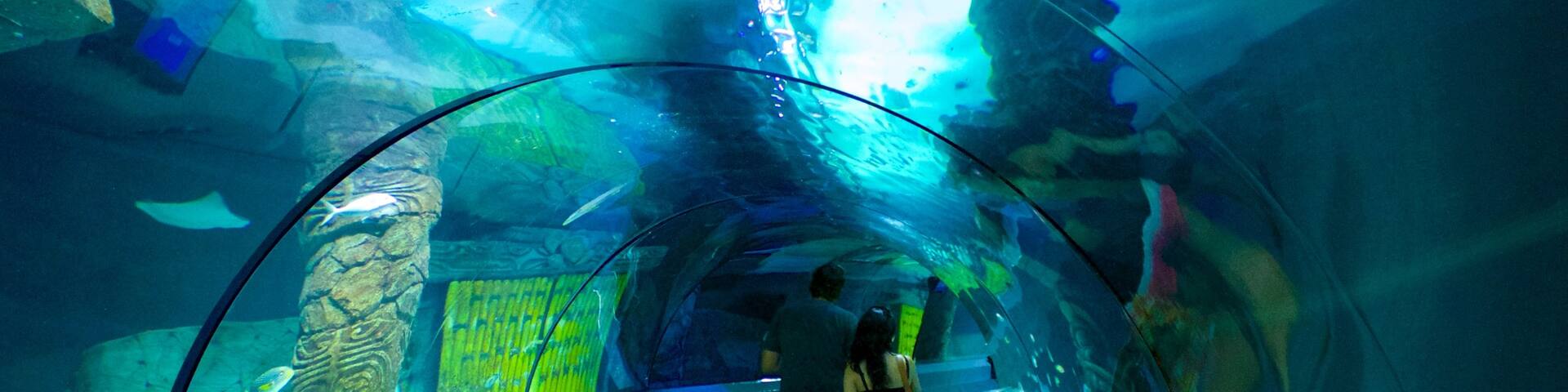Underwater World Sea Life featuring marine life and interior views as well as a couple