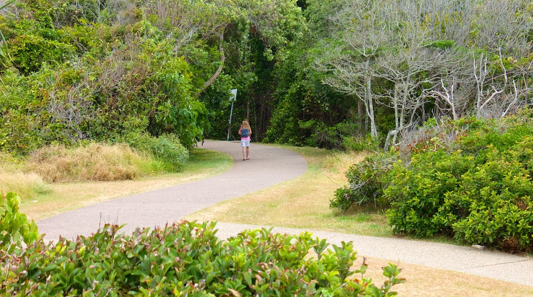 Mooloolaba showing hiking or walking and a park