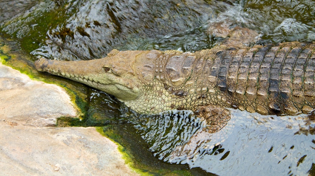 相片由 UnderWater World SEA LIFE Mooloolaba 提供